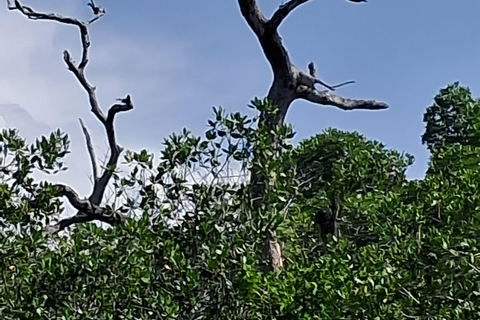 Río Lagartos: Flamingosafari en Las Coloradas Tour