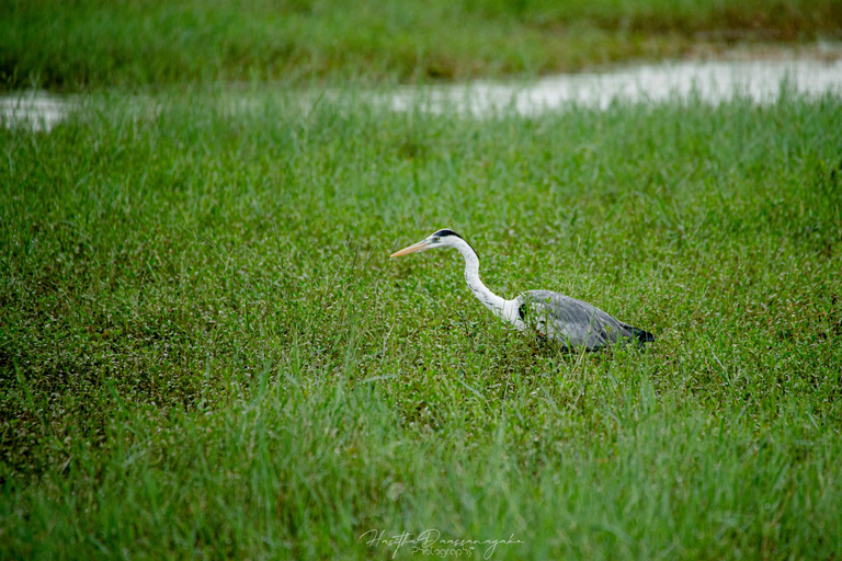 Sigiriya Rock Hike & Minneriya National Park Jeep Safari