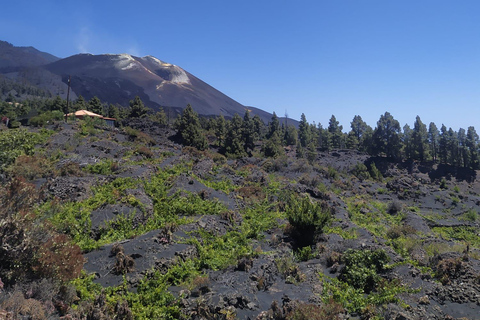 La Palma: El Paso & Tajogaite with an Official Guide
