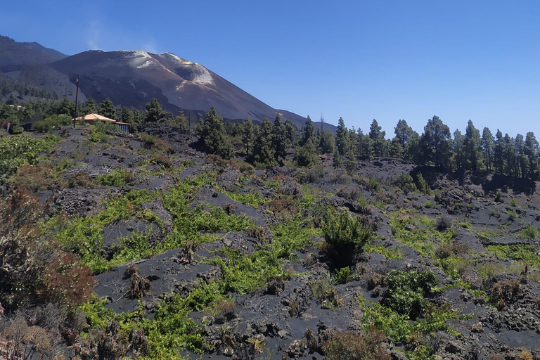 La Palma: El Paso & Tajogaite with an Official Guide