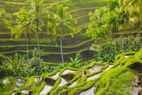 Ubud: Tirta Empul Tempel, Rijstterrassen en Waterval Tour