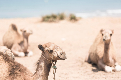 Tarifa: Day trip to Tangier by ferry with Traditional lunch Tour From Tarifa - German