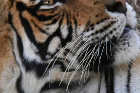 Safari della tigre di Ranthambore con tour della tringa d&#039;oro 7 giorniTour del Tringolo d&#039;Oro con il Parco delle Tigri di Ranthambore - 7 giorni