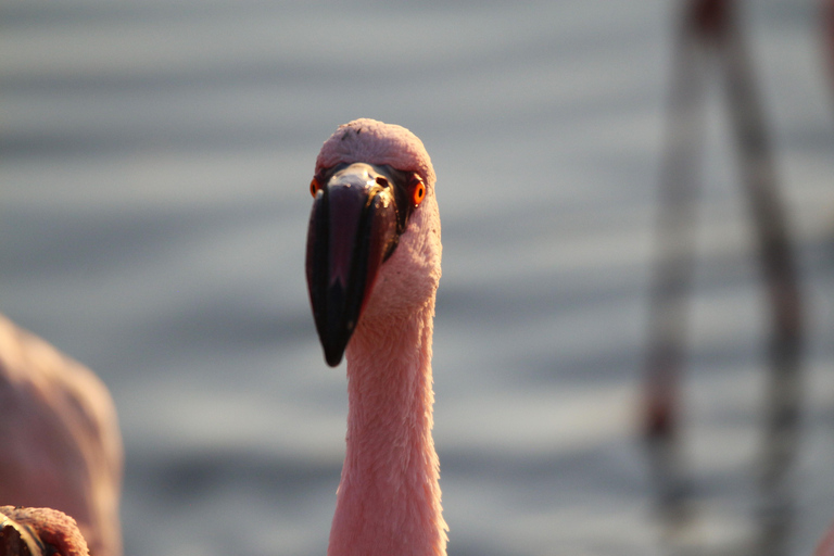 Pelican Point: Bird- & Seal-Watching Tour