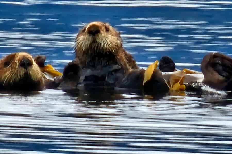Port Alice: Bootstour zur Beobachtung von Seeottern und Wildtieren. Foto: GetYourGuide