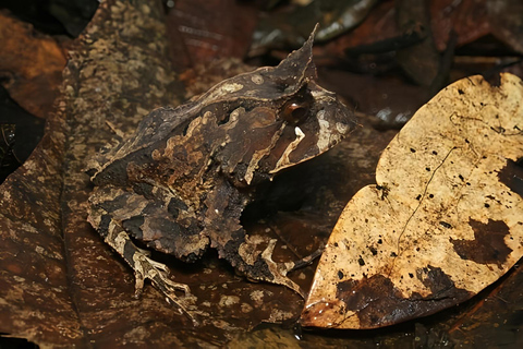 São Paulo & Atlantic Forest: Serra do Mar State Park Tour