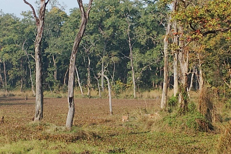 4 dagen met een overnachting in het Chitwan National Park