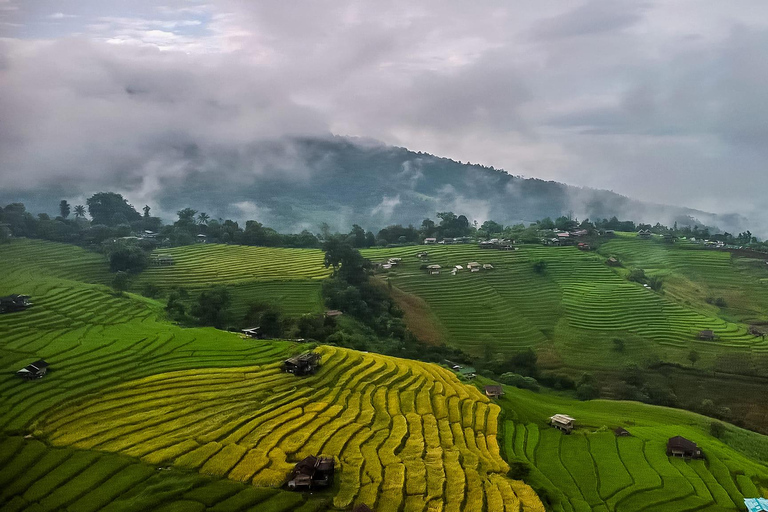 Chiang Mai : Pa Bong Piang risterrasser &amp; Doi Inthanon