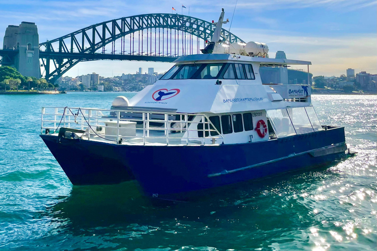 Sydney: Sunset Whale Watching Cruise - Whales Guaranteed! Sydney: Whale Watching Adventure Cruise - Whales Guaranteed