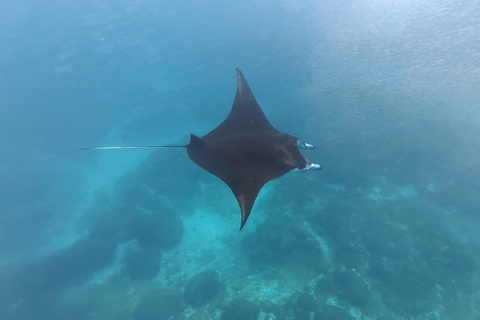 Nusa Penida: Manta Ray Snorkeling & Turtle Sanctuary