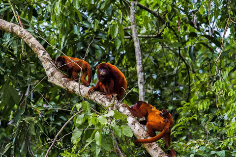 Från Iquitos: Utflykt till Monkey Island |Heldag