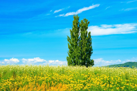 Hokkaido Asahiyama Zoo & Blue Pond Tour & Ningle Terrace 8:00 am meet at Odori Park subway station exit 31