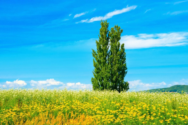 Hokkaido Asahiyama Zoo & Blue Pond Tour & Ningle Terrace 8:00 am meet at Odori Park subway station exit 31