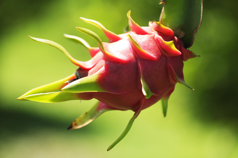 Fidji : visite d&#039;une ferme, animaux, miel et cuisine fidjienneFiji: Farm Tour: Animals, Honey Tasting &amp; Fijian Cooking