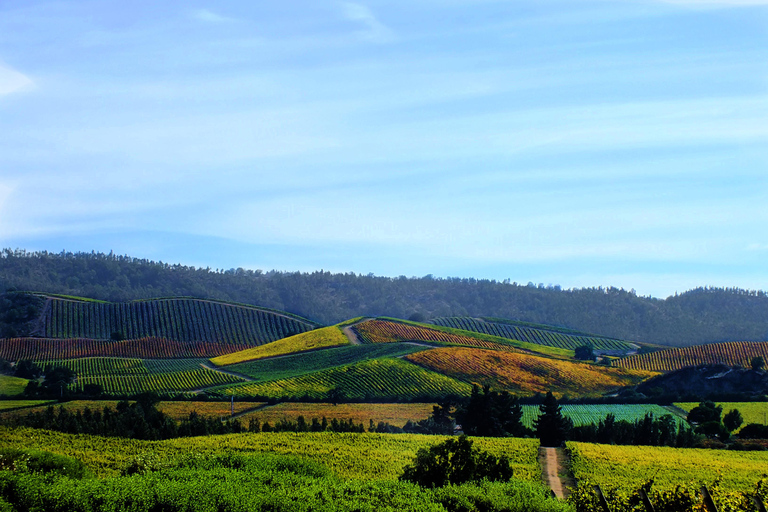 Santiago i Spanien: Valparaiso, Viña del Mar och Casablanca Valley Tour