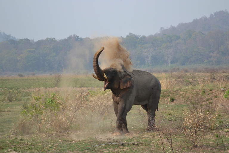 Delhi : 2 jours d&#039;aventure dans le safari Jim Corbett