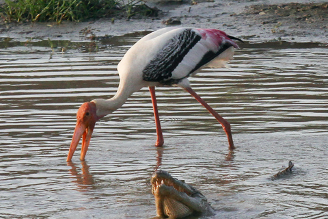 De Colombo: Parque Nacional de Yala, Galle Mirissa, excursão de 2 dias