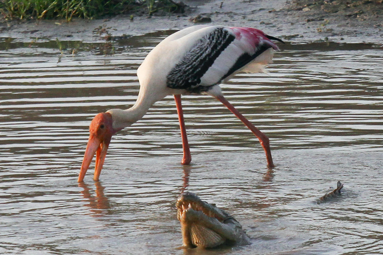 De Colombo: Parque Nacional de Yala, Galle Mirissa, excursão de 2 dias