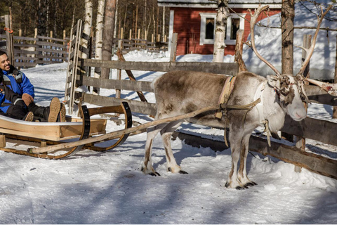 Från Rovaniemi: Lapplands ren- och huskyslädsafari