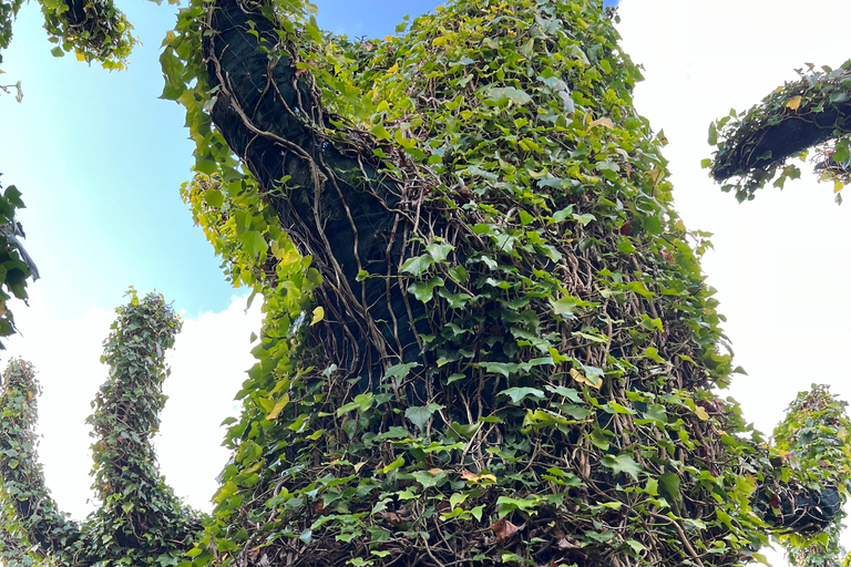 GROTTES DE RUAKURI ET JARDINS DE HAMILTON - Excursion d&#039;une journée au départ d&#039;AucklandGROTTES DE RUAKURI ET JARDINS HAMILTON - Excursion d&#039;une journée au départ d&#039;Auckland