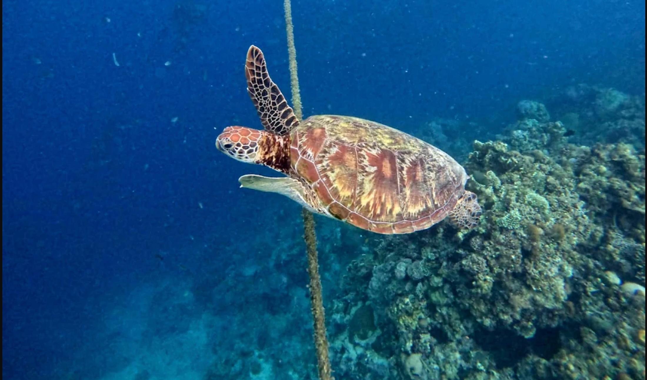 Cebu: Kawasan Canyoneering & Sardinenlauf und Schildkrötenjagd