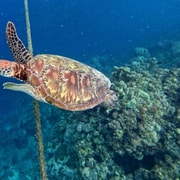 Cebu: Kawasan Canyoneering & Sardines Run and Turtle Chase Cebu: Kawasan Canyoneering & Sardines Run and Turtle Chase