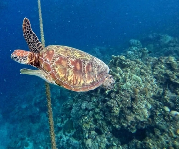 Cebu: Kawasan Canyoneering & Sardines Run och Turtle Chase