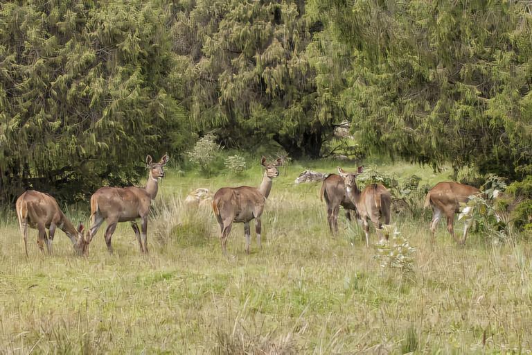 5-dniowa wycieczka do Parku Narodowego Bale i gór