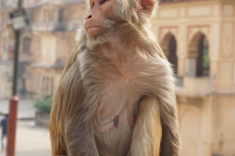 Jaipur Sightseeing Tour mit Affentempel (Galta ji Tempel)Jaipur Stadtbesichtigung mit Affentempel (Galta ji Tempel)