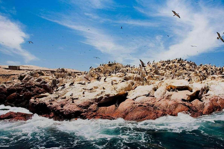 Full Day Paracas Ballestas Islands, City Tour Ica Tubular
