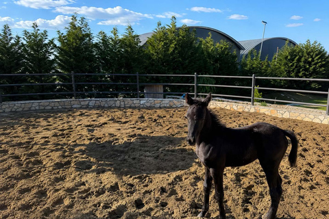 Ride Through Nature – Horse Tour Near Tirana & Durres