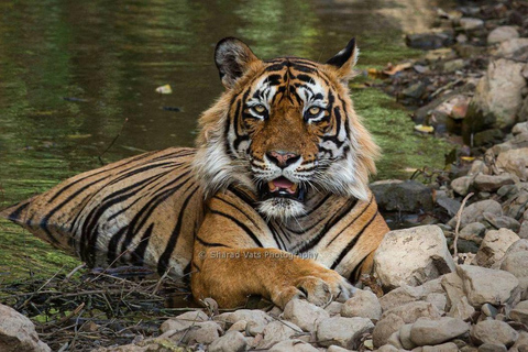 Vanuit Jaipur: Tweedaagse tijgersafari in RanthamboreInclusief met 3 sterren hotel