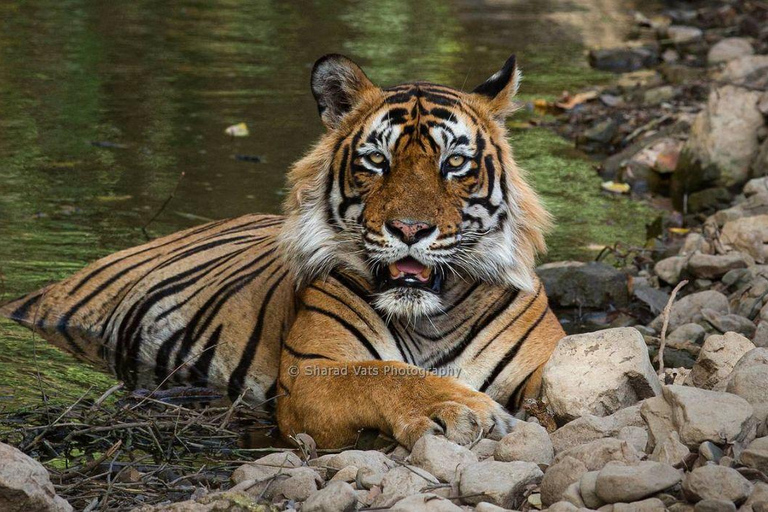 De Jaipur: Excursão de dois dias a Ranthambore Tiger SafariInclui um hotel de 3 estrelas