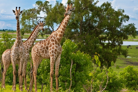 3-tägige Safari: Das Beste der Masai Mara in Kenia3-tägige Safari zu den Highlights der Masai Mara in Kenia