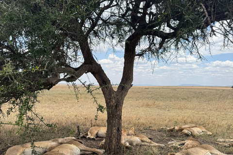 Arusha: Ngorongoro Crater Day Trip with Lunch Arusha: Ngorongoro Crater Day Trip with Lunch