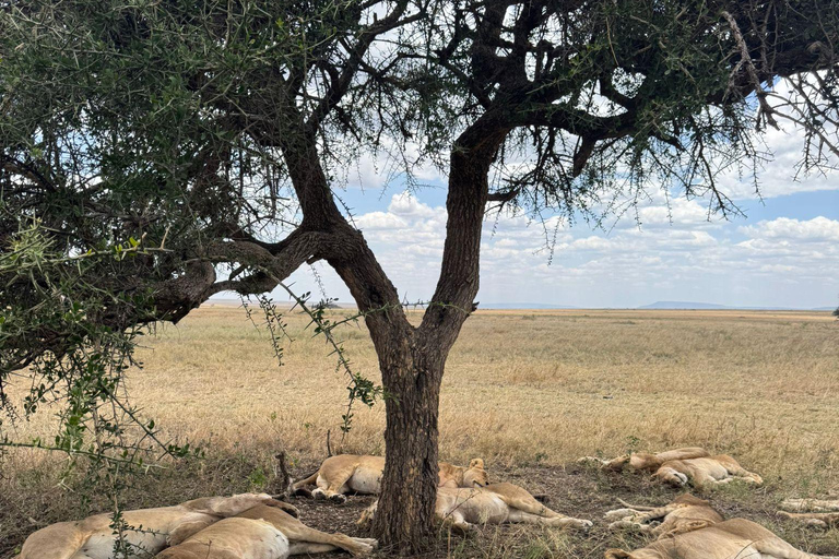 Arusha: Ngorongoro Crater Day Trip with Lunch