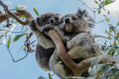 Melbourne: Great Ocean Road & Rainforest Trip