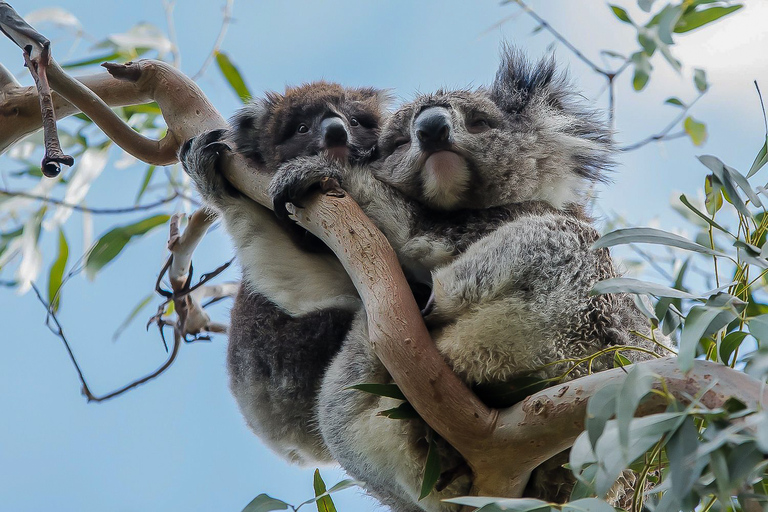 Melbourne: Utflykt till Great Ocean Road och regnskog