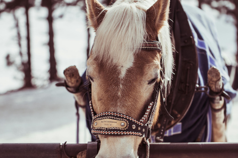 Iceland: Reynisfjara Black‑Sand Beach Horseback Adventure