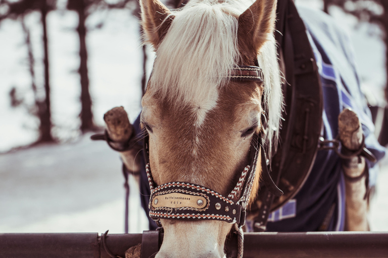 Iceland: Reynisfjara Black‑Sand Beach Horseback Adventure