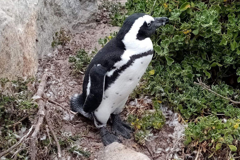 Cape of Good Hope & Penguins Private Tour