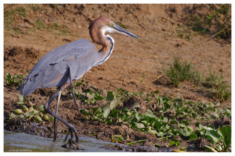 8 Days Uganda Wildlife Safari Adventure 8 Days Uganda Wildlife Safari Adventure
