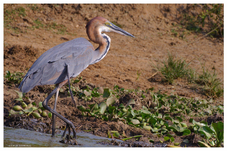 8 Days Uganda Wildlife Safari Adventure 8 Days Uganda Wildlife Safari Adventure