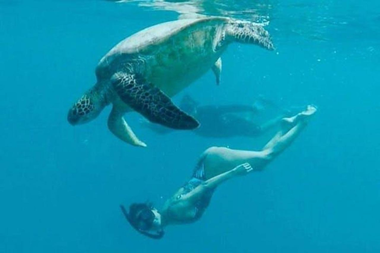 Waikiki : Excursion de plongée avec masque et tuba pour les tortues de mer