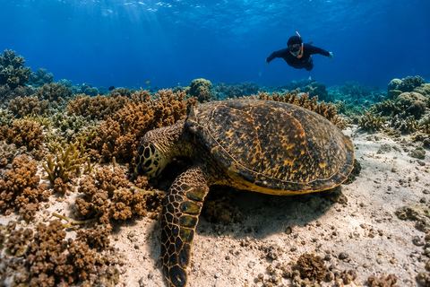 Gili Trawangan: Private Snorkeling Tour 2 Hours