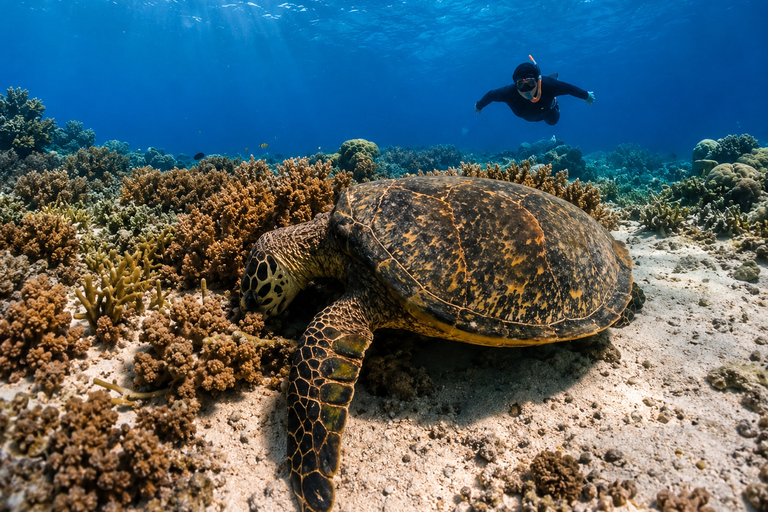 Gili Trawangan: Private Snorkeling Tour 2 Hours