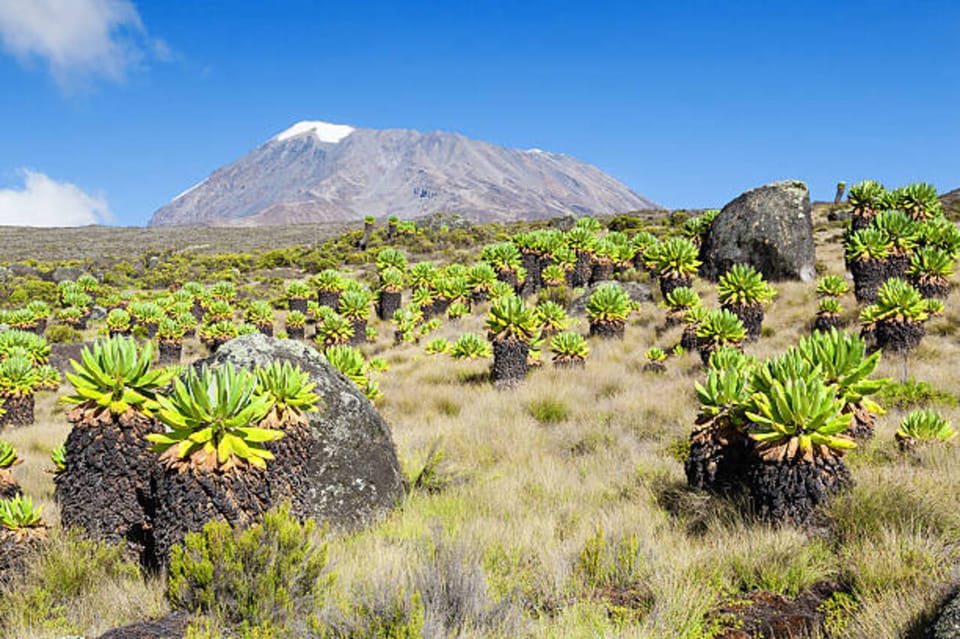 7 Days Kilimanjaro Machame Route | GetYourGuide