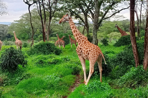 Nairobi: Parco nazionale, orfanotrofio degli elefanti e tour delle giraffe