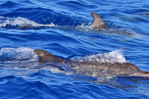 Tenerife: Passeio de barco para observação de baleias com um biólogo marinho