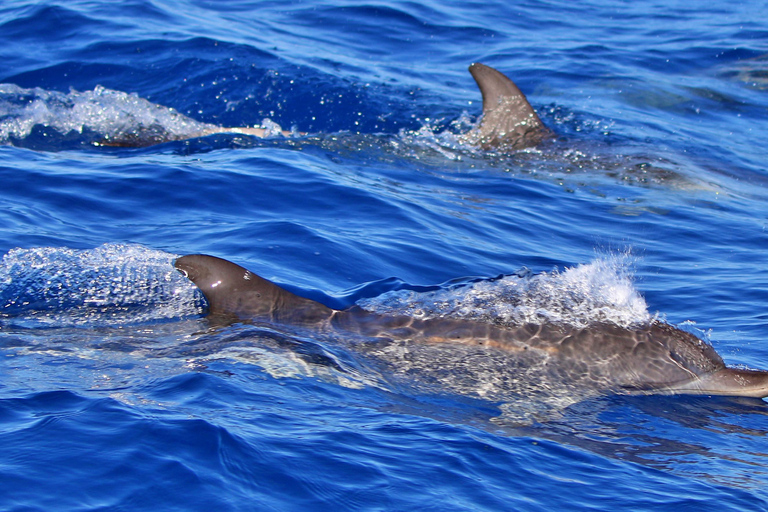 Tenerife: Tour in barca per l&#039;osservazione delle balene con un biologo marino